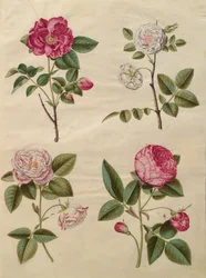 Rosa gallica